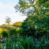 Grendon Underwood / Kingswood ponds