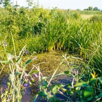 Grendon Underwood / Kingswood ponds