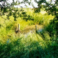 Grendon Underwood / Kingswood ponds