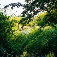 Grendon Underwood / Kingswood ponds