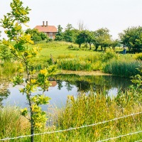 Grendon Underwood / Kingswood ponds