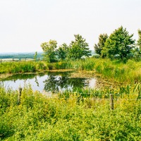 Grendon Underwood / Kingswood ponds