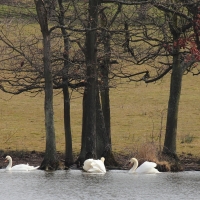 Swans at Wotton Underwood