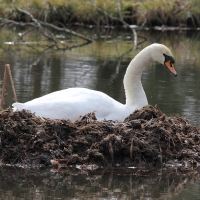 Nesting Swan