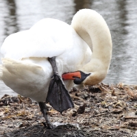 Swan at Wotton Underwood