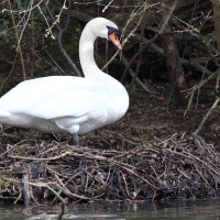 Nesting Swan at Wotton Underwood