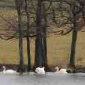 Swans at Wotton Underwood