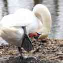 Swan at Wotton Underwood