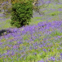 Malverns Display of Blue Bells - 25th May 2013