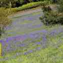 Malverns Display of Blue Bells - 25th May 2013