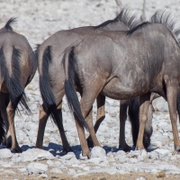 Wildebeest