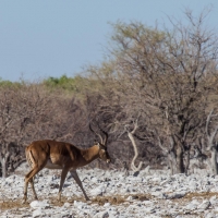 Impala