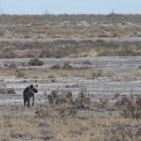 Hyena