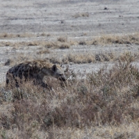 Hyena