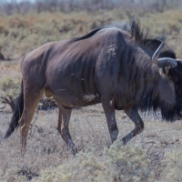 Wildebeest