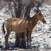 Red Hartebeest