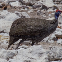 Guinea fowl