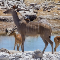 Kudu