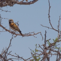 Social Weaver bird