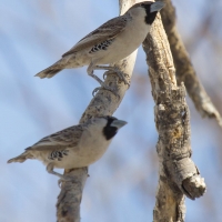 Social weaver