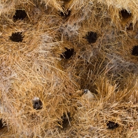 Social weaver nest