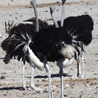 Ostrich