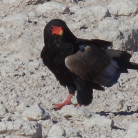 Bateleur