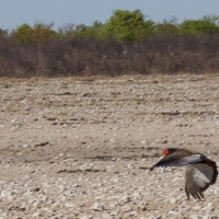 Bateleur