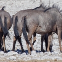 Wildebeest