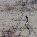 Northern Black Korhaan