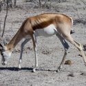 Sprinkbok