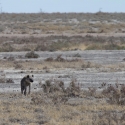 Hyena