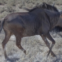 Wildebeest