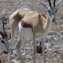 Springbok