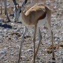 Spingbok