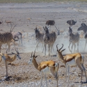 Zebra, Spingbok