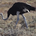 Ostrich