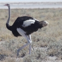 Ostrich