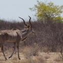 Kudu