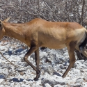 Red Hartebeest