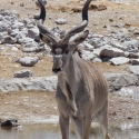 Kudu