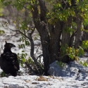 Martial Eagle