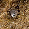 Social weaver nest