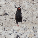 Bateleur