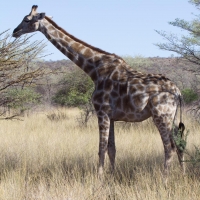 Giraffe