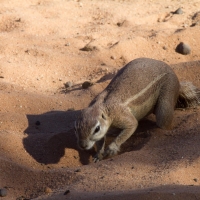 Ground Squirrel