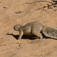 Ground Squirrel