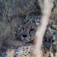 Cheetah eating a Kudu