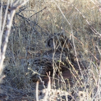 Cheetah eating a Kudu