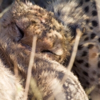 Cheetah eating a Kudu